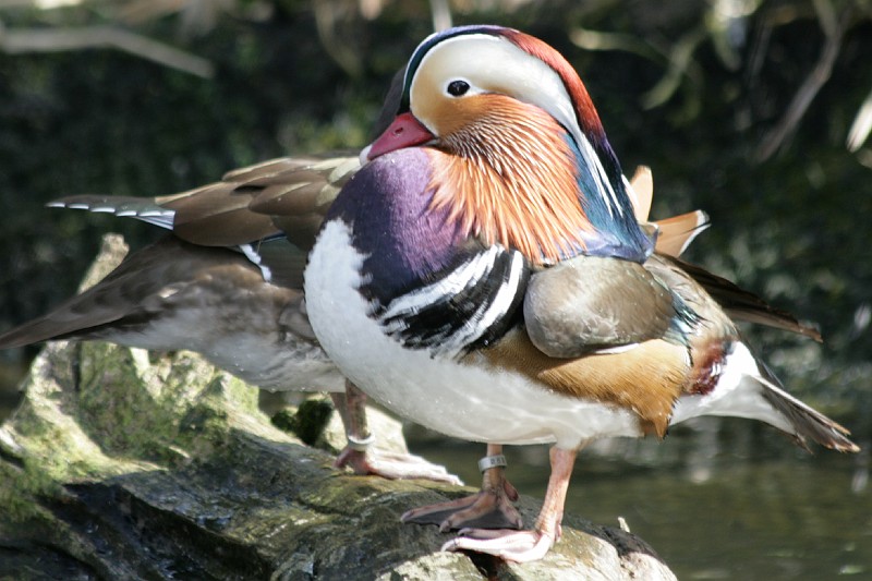 Fotoclubje Blijdorp 2008-126.jpg